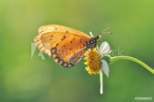 Image de Butterfly and flowers